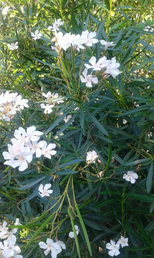 B&B Antica Corte Lombarda 모르타라 외부 사진